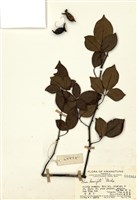 藏品(金櫻子)的圖片